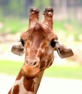 Giraffe - 22 april 2011- Rotterdam
