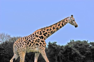Giraffe - 28 december 2012 - Hilvarenbeek