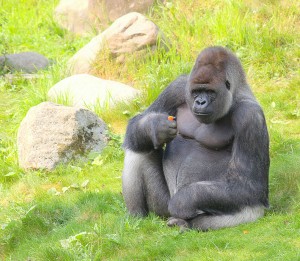 Gorilla - 22 april 2011 - Rotterdam