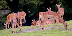 Impala - 14 augustus 2014 - Emmen