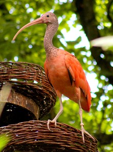 Rode Ibis - 14 augustus 2014 - Emmen