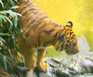 Sumatraanse tijger - 22 april 2011 - Rotterdam