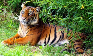 Sumatraanse tijger - 5 oktober 2013 - Rotterdam
