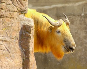 Takin - 22 april 2011 - Rotterdam