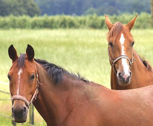 Wilde paarden - 14 juli 2012 Reuver 1