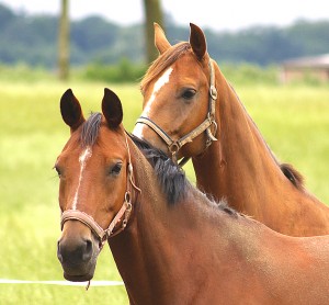 Wilde paarden - 14 juli 2012 Reuver 2