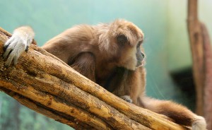 Withandgibbon - 22 april 2011 - Rotterdam